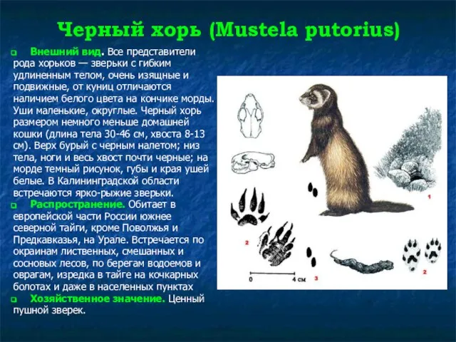 Черный хорь (Mustela putorius) Внешний вид. Все представители рода хорьков —