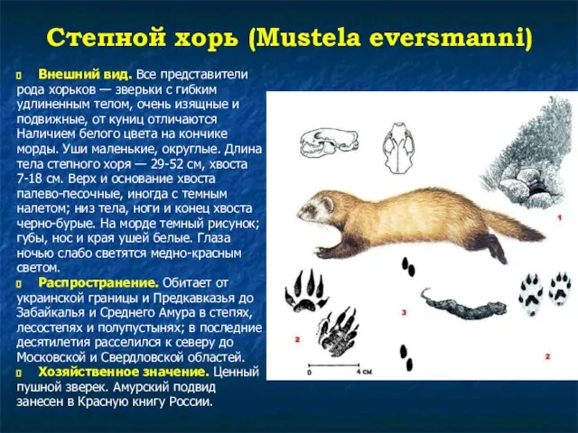 Степной хорь (Mustela eversmanni) Внешний вид. Все представители рода хорьков —