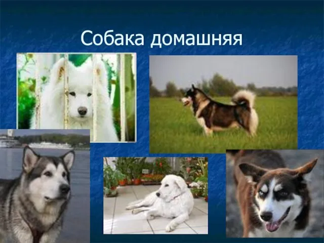 Собака домашняя