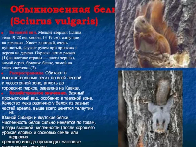 Обыкновенная белка (Sciurus vulgaris) Внешний вид. Мелкие зверьки (длина тела 19-28