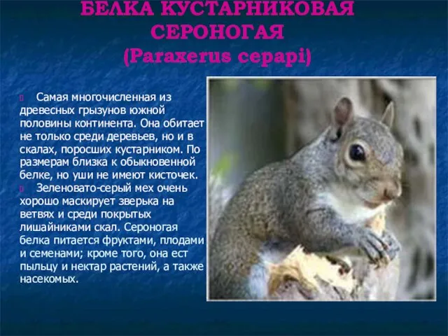 БЕЛКА КУСТАРНИКОВАЯ СЕРОНОГАЯ (Paraxerus cepapi) Самая многочисленная из древесных грызунов южной