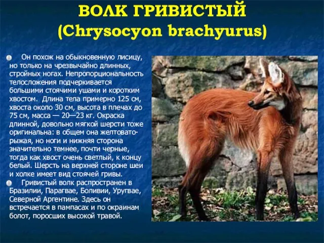 ВОЛК ГРИВИСТЫЙ (Chrysocyon brachyurus) Он похож на обыкновенную лисицу, но только