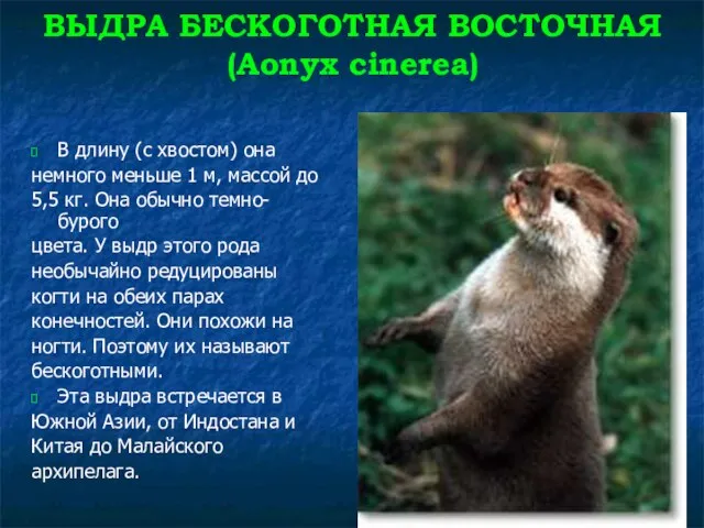 ВЫДРА БЕСКОГОТНАЯ ВОСТОЧНАЯ (Aonyx cinerea) В длину (с хвостом) она немного