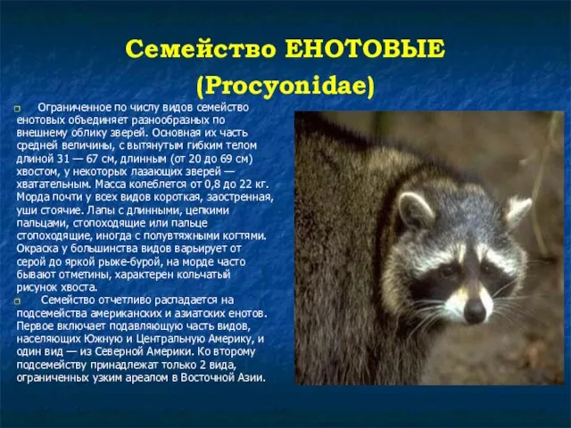 Семейство ЕНОТОВЫЕ (Procyonidae) Ограниченное по числу видов семейство енотовых объединяет разнообразных