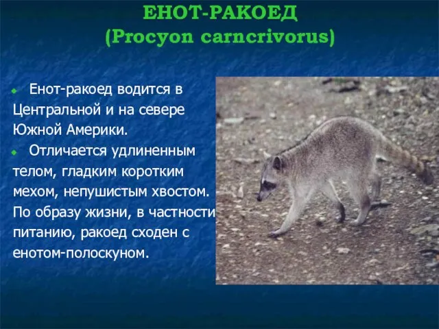 ЕНОТ-РАКОЕД (Procyon carncrivorus) Енот-ракоед водится в Центральной и на севере Южной