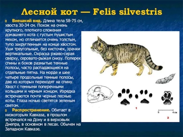 Лесной кот — Felis silvestris Внешний вид. Длина тела 58-75 см,