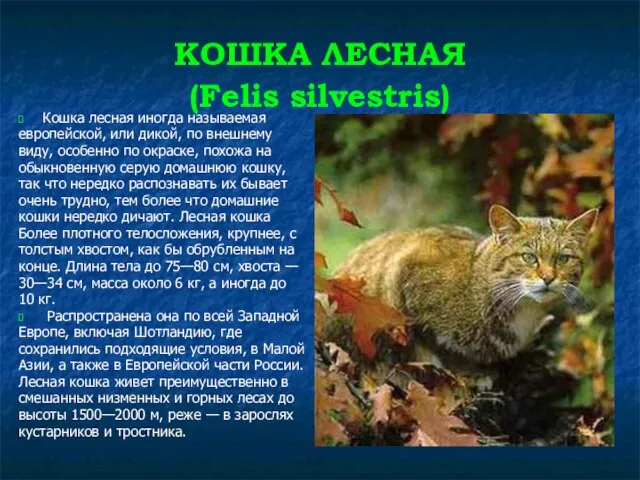 КОШКА ЛЕСНАЯ (Felis silvestris) Кошка лесная иногда называемая европейской, или дикой,