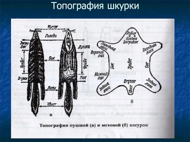 Топография шкурки