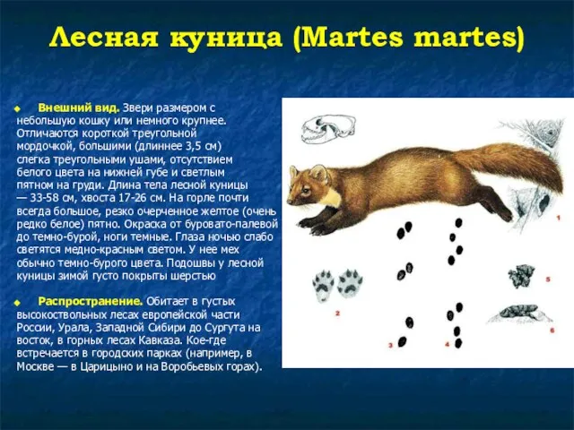 Лесная куница (Martes martes) Внешний вид. Звери размером с небольшую кошку