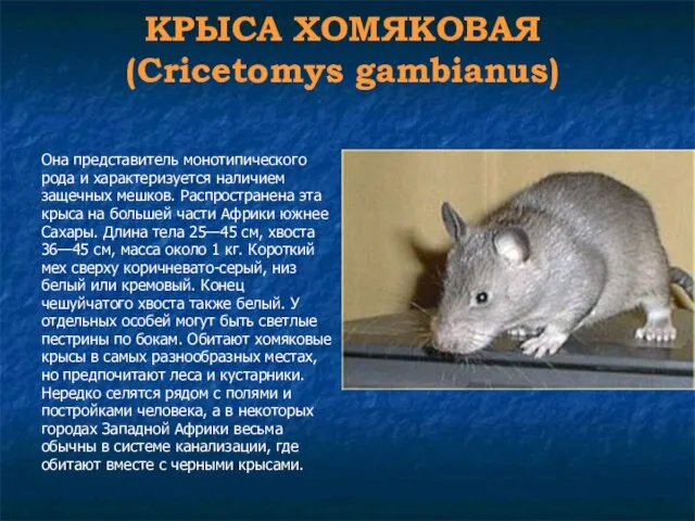 КРЫСА ХОМЯКОВАЯ (Cricetomys gambianus) Она представитель монотипического рода и характеризуется наличием