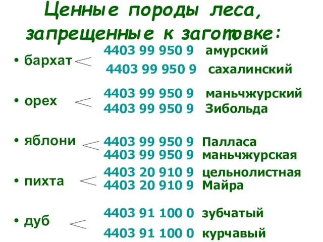 Ценные породы леса, запрещенные к заготовке: бархат орех яблони пихта дуб