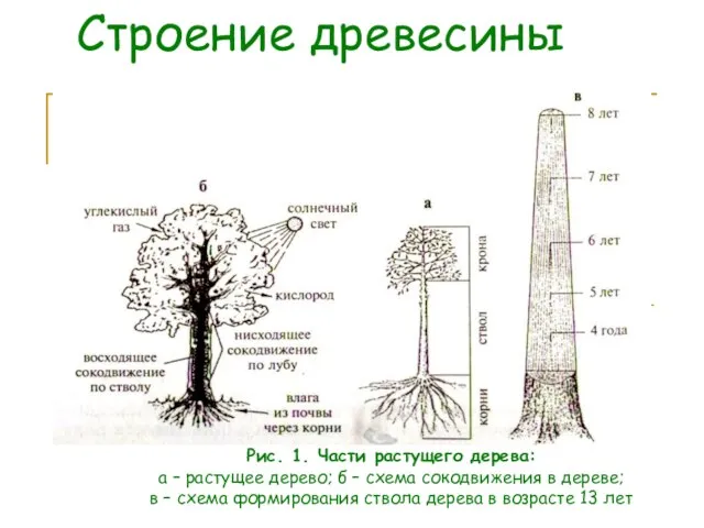 Строение древесины Рис. 1. Части растущего дерева: а – растущее дерево;