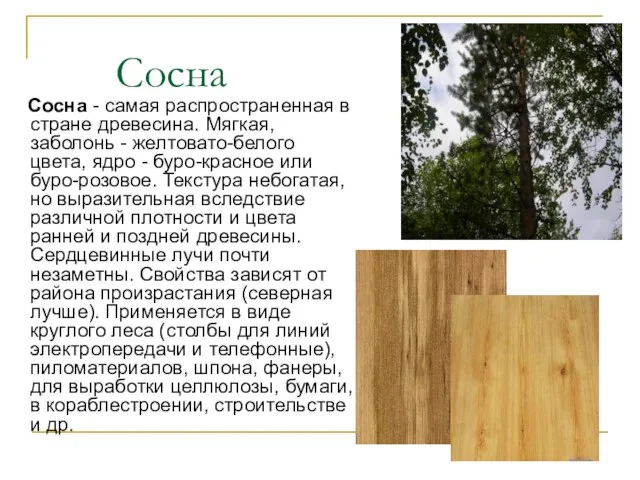 Сосна Сосна - самая распространенная в стране древесина. Мягкая, заболонь -