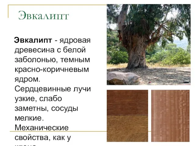 Эвкалипт Эвкалипт - ядровая древесина с белой заболонью, темным красно-коричневым ядром.