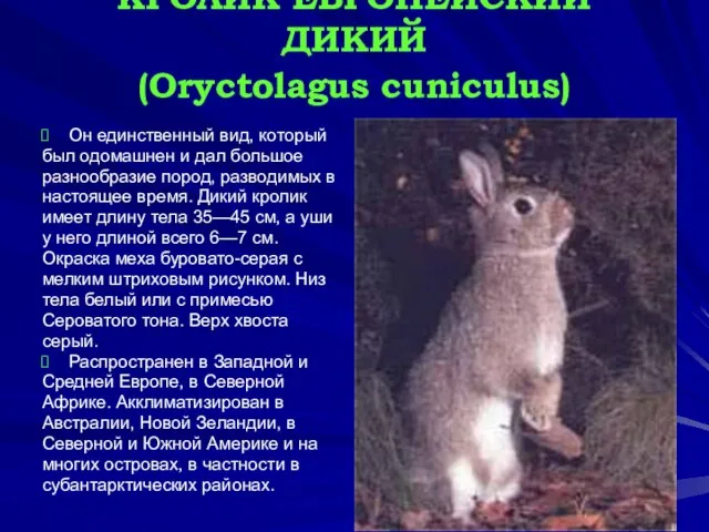 КРОЛИК ЕВРОПЕЙСКИЙ ДИКИЙ (Oryctolagus cuniculus) Он единственный вид, который был одомашнен