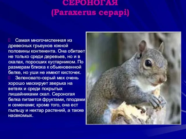 БЕЛКА КУСТАРНИКОВАЯ СЕРОНОГАЯ (Paraxerus cepapi) Самая многочисленная из древесных грызунов южной