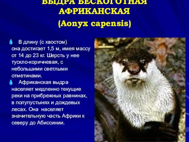 ВЫДРА БЕСКОГОТНАЯ АФРИКАНСКАЯ (Aonyx capensis) В длину (с хвостом) она достигает