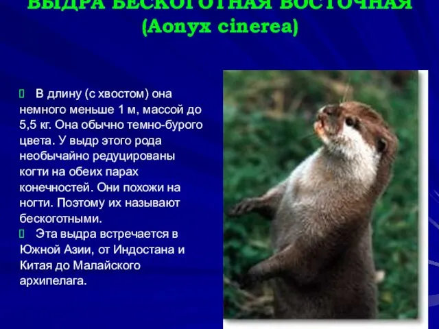 ВЫДРА БЕСКОГОТНАЯ ВОСТОЧНАЯ (Aonyx cinerea) В длину (с хвостом) она немного