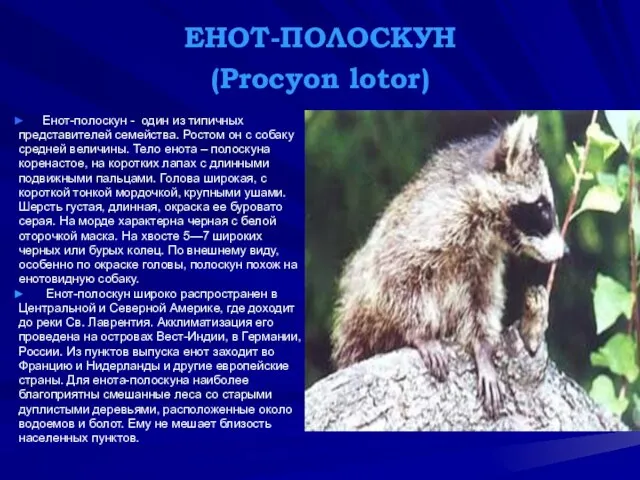 ЕНОТ-ПОЛОСКУН (Procyon lotor) Енот-полоскун - один из типичных представителей семейства. Ростом