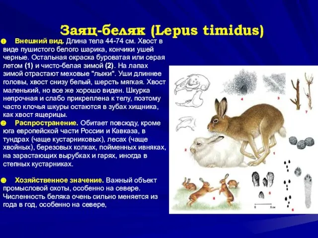 Заяц-беляк (Lepus timidus) Внешний вид. Длина тела 44-74 см. Хвост в