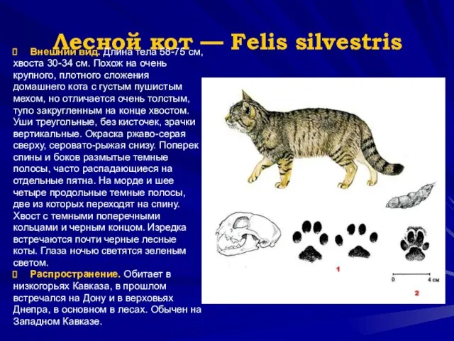 Лесной кот — Felis silvestris Внешний вид. Длина тела 58-75 см,