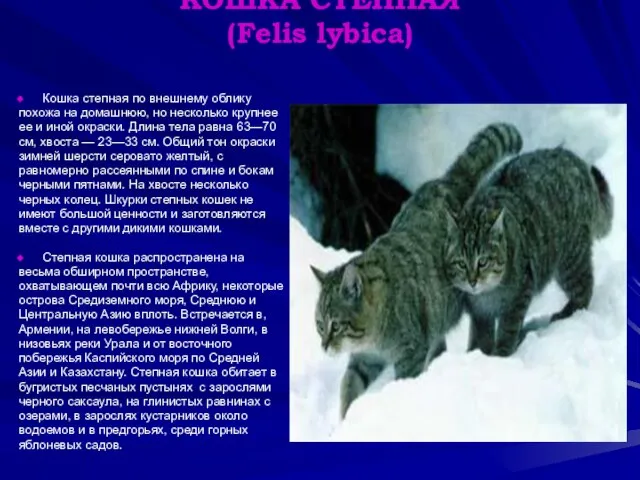 КОШКА СТЕПНАЯ (Felis lybica) Кошка степная по внешнему облику похожа на