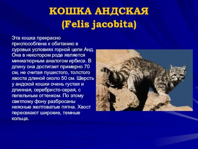 КОШКА АНДСКАЯ (Felis jacobita) Эта кошка прекрасно приспособлена к обитанию в