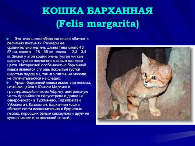 КОШКА БАРХАННАЯ (Felis margarita) Эта очень своеобразная кошка обитает в песчаных