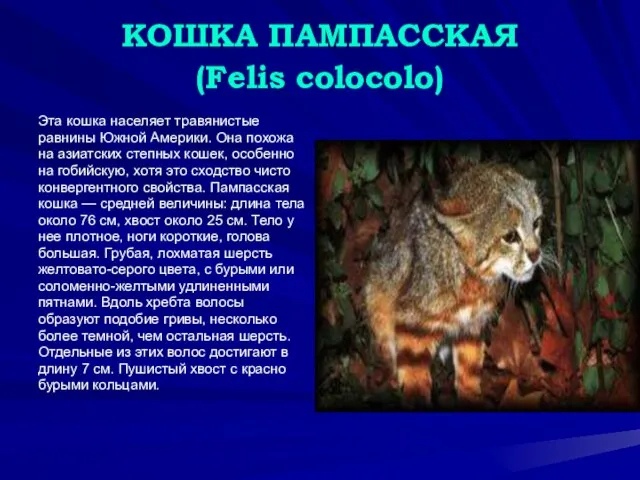 КОШКА ПАМПАССКАЯ (Felis colocolo) Эта кошка населяет травянистые равнины Южной Америки.