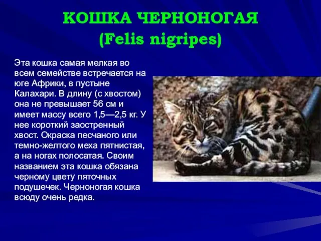 КОШКА ЧЕРНОНОГАЯ (Felis nigripes) Эта кошка самая мелкая во всем семействе