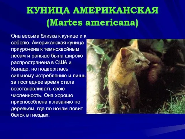 КУНИЦА АМЕРИКАНСКАЯ (Martes americana) Она весьма близка к кунице и к