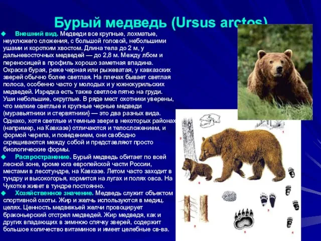 Бурый медведь (Ursus arctos) Внешний вид. Медведи все крупные, лохматые, неуклюжего