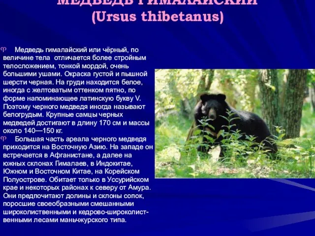 МЕДВЕДЬ ГИМАЛАЙСКИЙ (Ursus thibetanus) Медведь гималайский или чёрный, по величине тела