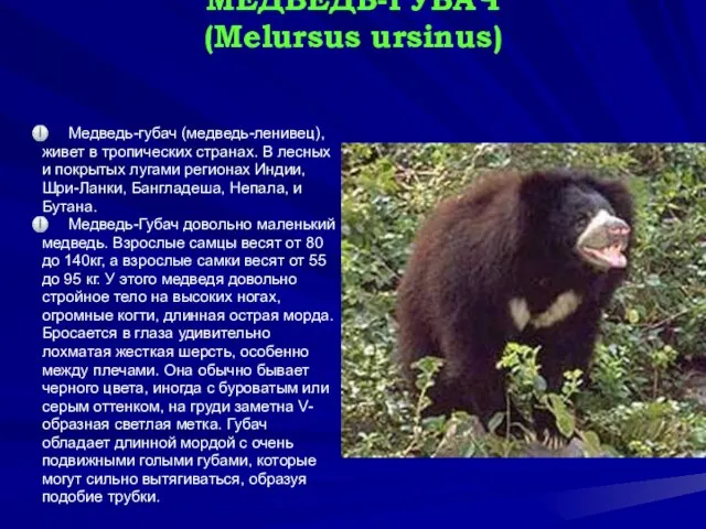 МЕДВЕДЬ-ГУБАЧ (Melursus ursinus) Медведь-губач (медведь-ленивец), живет в тропических странах. В лесных