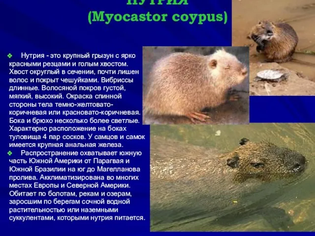 НУТРИЯ (Myocastor coypus) Нутрия - это крупный грызун с ярко красными