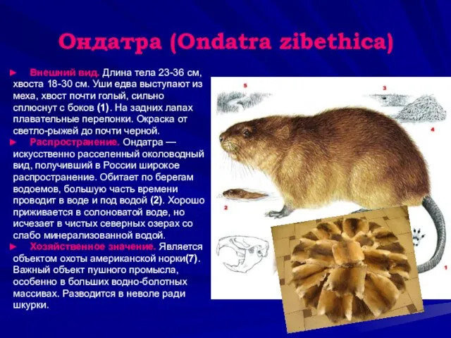 Ондатра (Ondatra zibethica) Внешний вид. Длина тела 23-36 см, хвоста 18-30