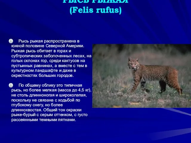 РЫСЬ РЫЖАЯ (Felis rufus) Рысь рыжая распространена в южной половине Северной