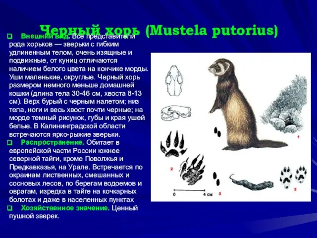 Черный хорь (Mustela putorius) Внешний вид. Все представители рода хорьков —