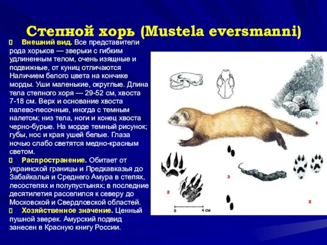 Степной хорь (Mustela eversmanni) Внешний вид. Все представители рода хорьков —