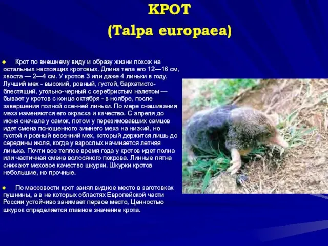 КРОТ (Talpa europaea) Крот по внешнему виду и образу жизни похож