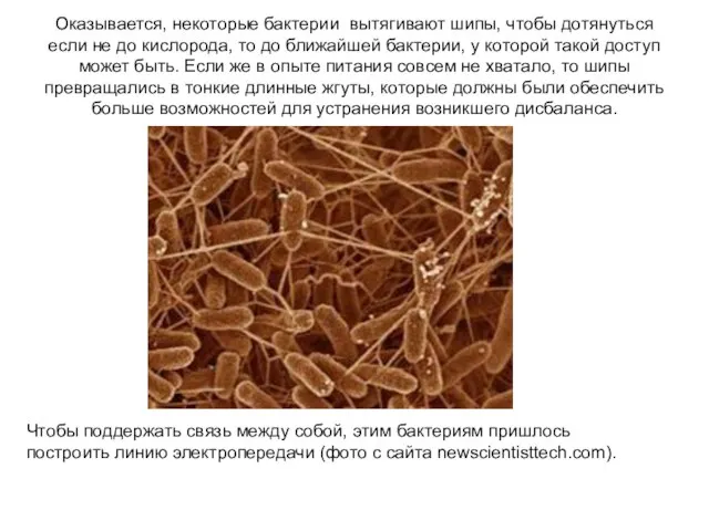 Оказывается, некоторые бактерии вытягивают шипы, чтобы дотянуться если не до кислорода,