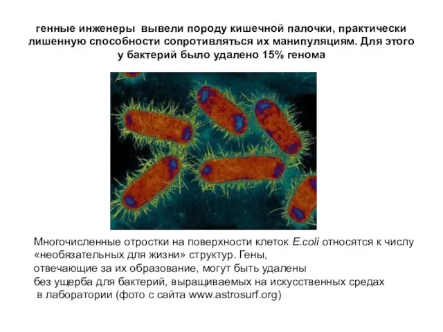 генные инженеры вывели породу кишечной палочки, практически лишенную способности сопротивляться их