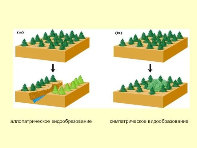 аллопатрическое видообразование симпатрическое видообразование