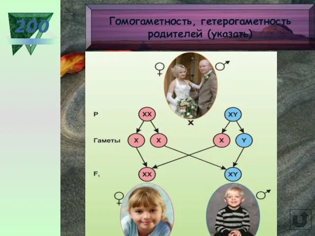 200 Гомогаметность, гетерогаметность родителей (указать)