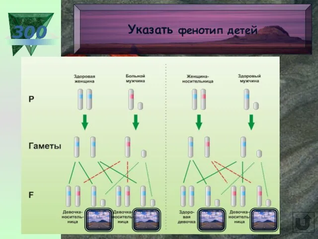 300 Указать фенотип детей