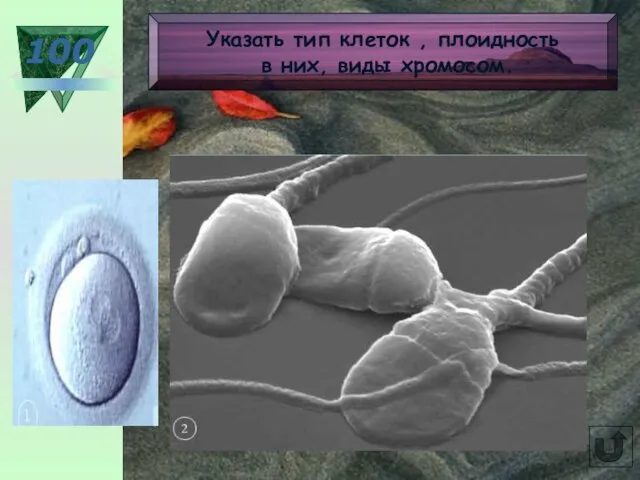 100 Указать тип клеток , плоидность в них, виды хромосом.