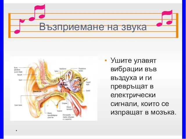 Възприемане на звука Ушите улавят вибрации във въздуха и ги превръщат