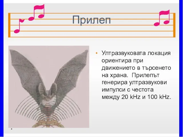 Прилеп Ултразвуковата локация ориентира при движението в търсенето на храна. Прилепът