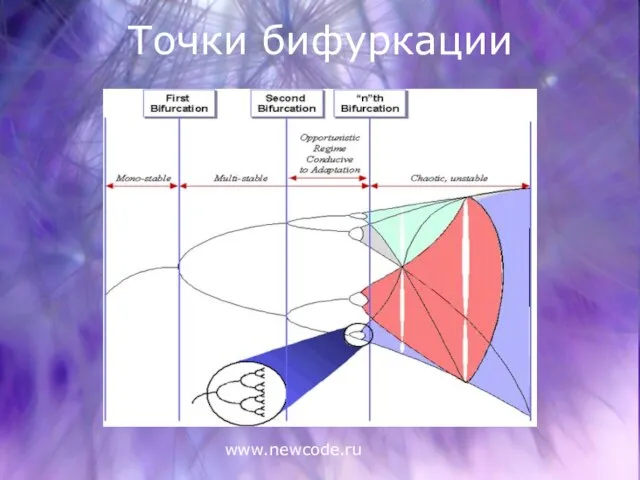 www.newcode.ru Точки бифуркации