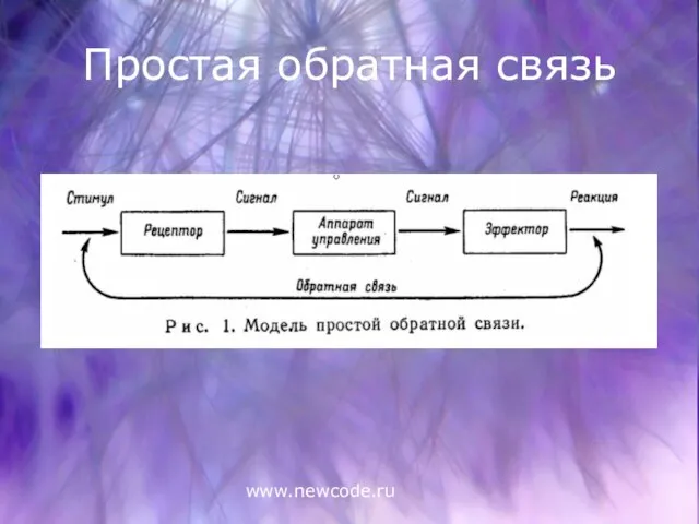 www.newcode.ru Простая обратная связь